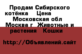 Продам Сибирского котёнка  › Цена ­ 20 000 - Московская обл., Москва г. Животные и растения » Кошки   